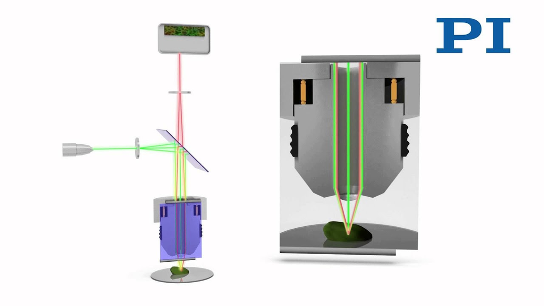 Confocal Microscopy