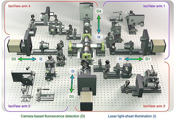 Il microscopio IsoView ha quattro bracci posizionati ortogonalmente per un'illuminazione simultanea del foglio luminoso e la rilevazione della fluorescenza. Il campione si trova al centro della configurazione.